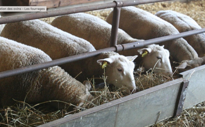Ferrières : une centaine de brebis et d'agneaux périssent dans un incendie
