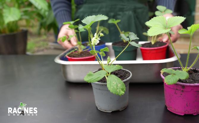 L'art du jardinage urbain : Les secrets des fraisiers dévoilés