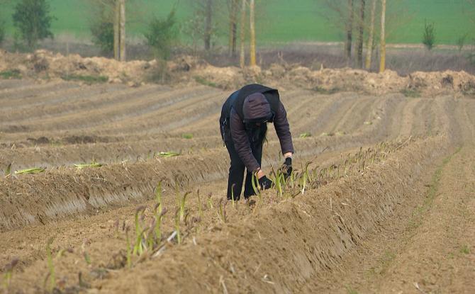La saison des asperges vertes a démarré à Rosoux