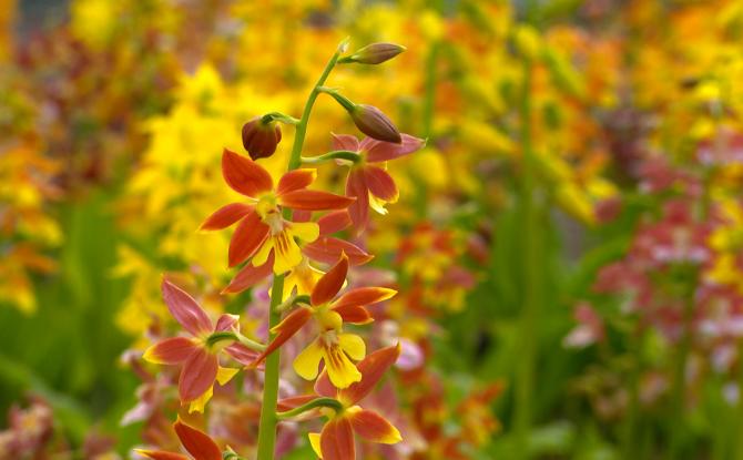 Hortidécouvertes ce week-end