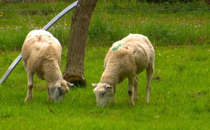 L'agneau pascal : bientôt à table