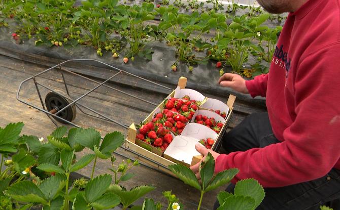 La saison des fraises a démarré à Hannêche