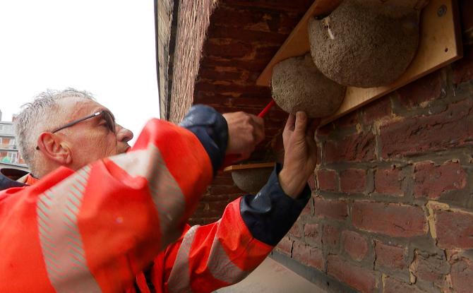 A Liège, on se prépare au retour des hirondelles de fenêtre