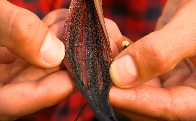 Un peu de Liège dans toutes les vanilles du monde !