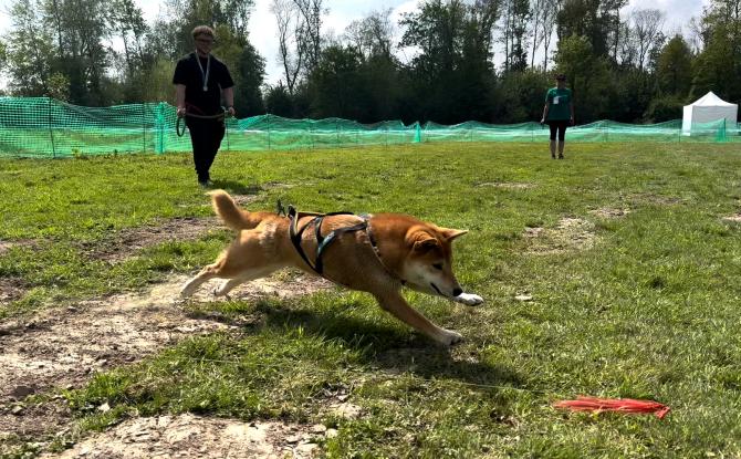 La course sur Leurre : une activité canine révélatrice