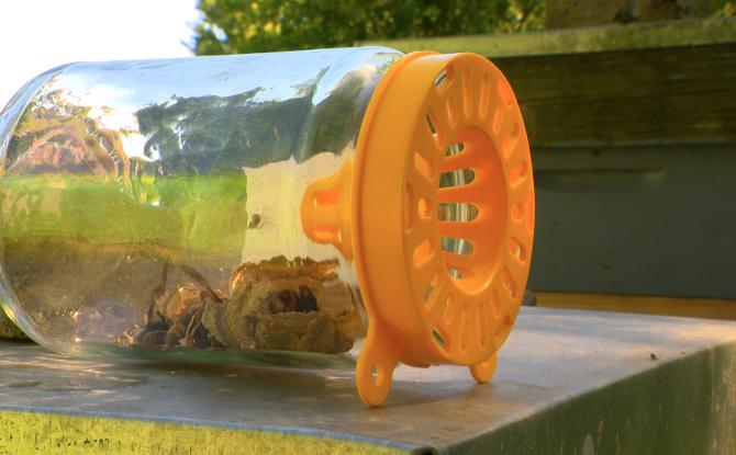 Oreye : la guerre aux frelons !