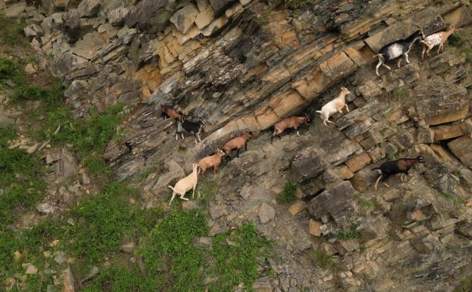 Disparition de chèvres à la Heid des Gattes