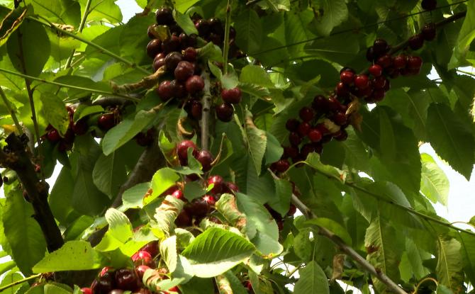 La saison des cerises a démarré avec 15 jours d'avance