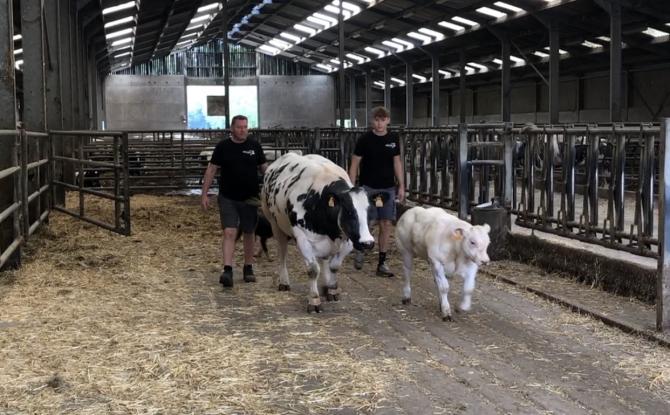 La meilleure viande blanc bleu belge vient de Les Waleffes