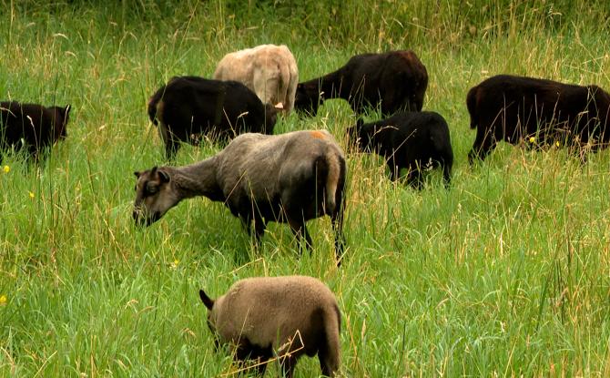 Les moutons en mission, 10 ans d'éco-pâturage à la CILE