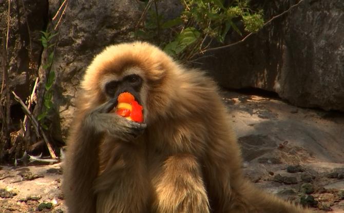 Glacons au fruits pour les animaux du Monde sauvage