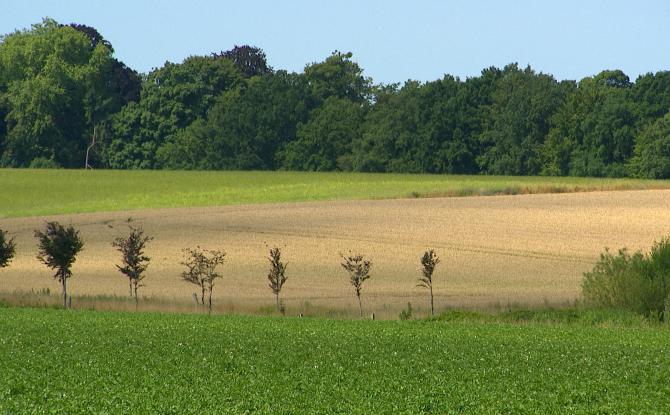 Utiliser les écorces pour produire des pesticides naturels