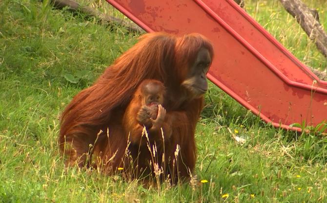 Monde sauvage : reproduction contrôlée, bébés suivis