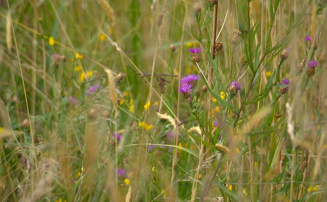 La plus belle prairie de Wallonie à Filot?