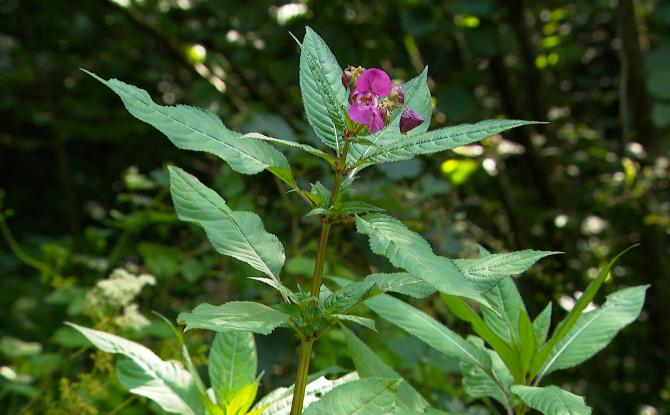 Le contrat de rivière Meuse aval élimine la balsamine de l'Himalaya