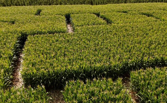 Le Labyrinthe de Hannut va rouvrir ses portes