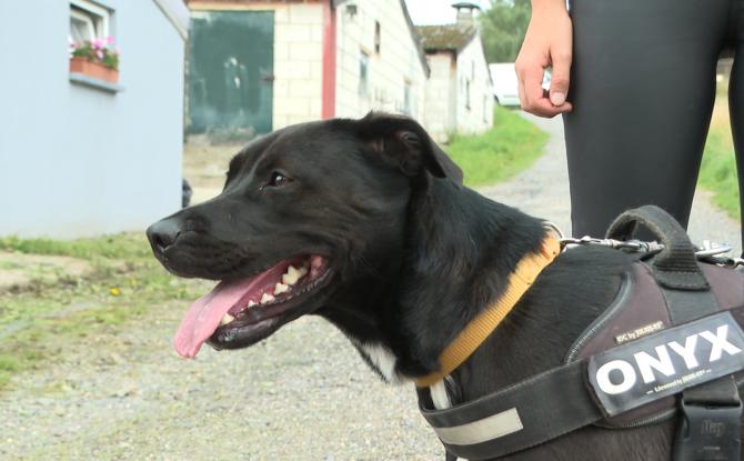 Refuge pour animaux : Animal Sans Logis